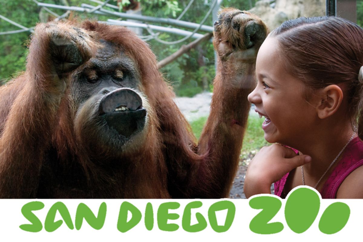 virtual tour san diego zoo