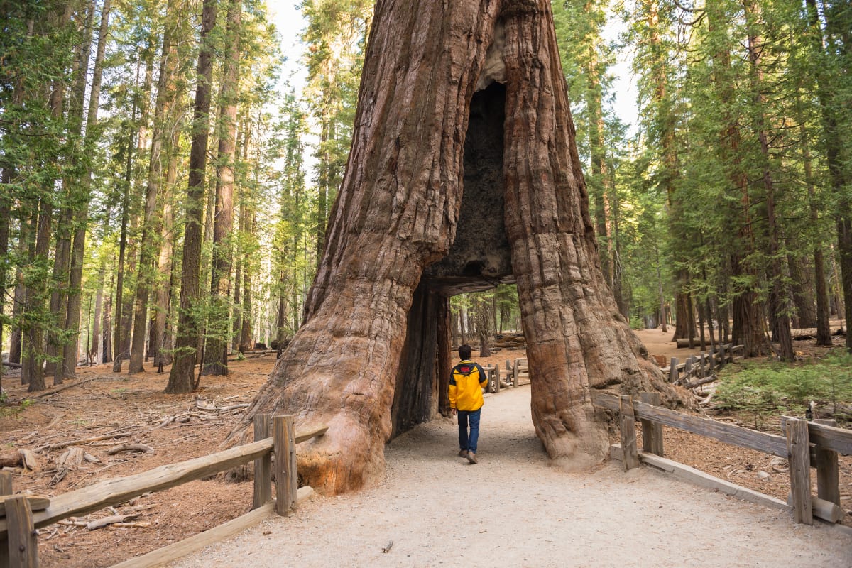 Yosemite Two Day Tour San Francisco Extranomical Tours