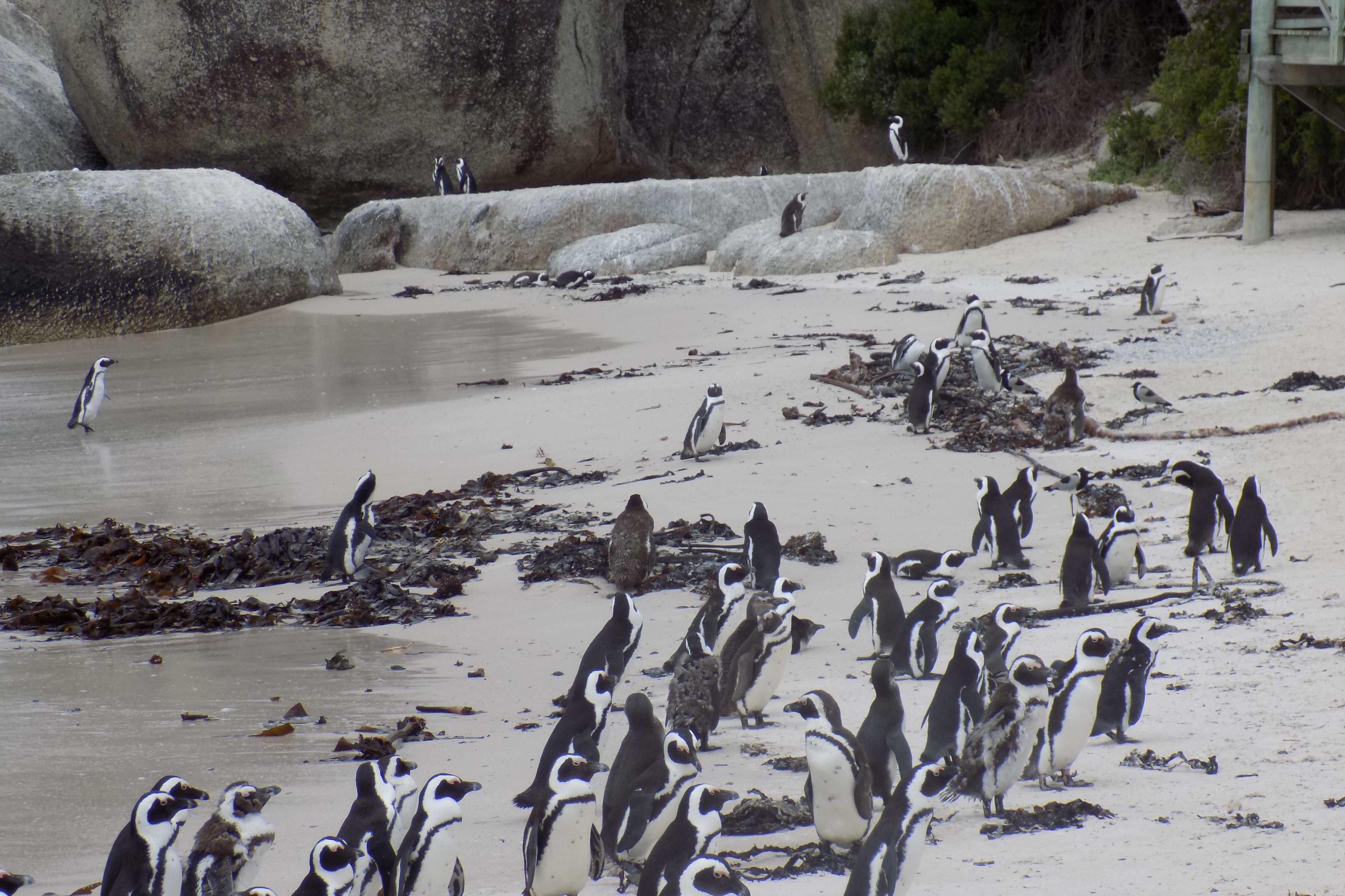Boulders Beach
