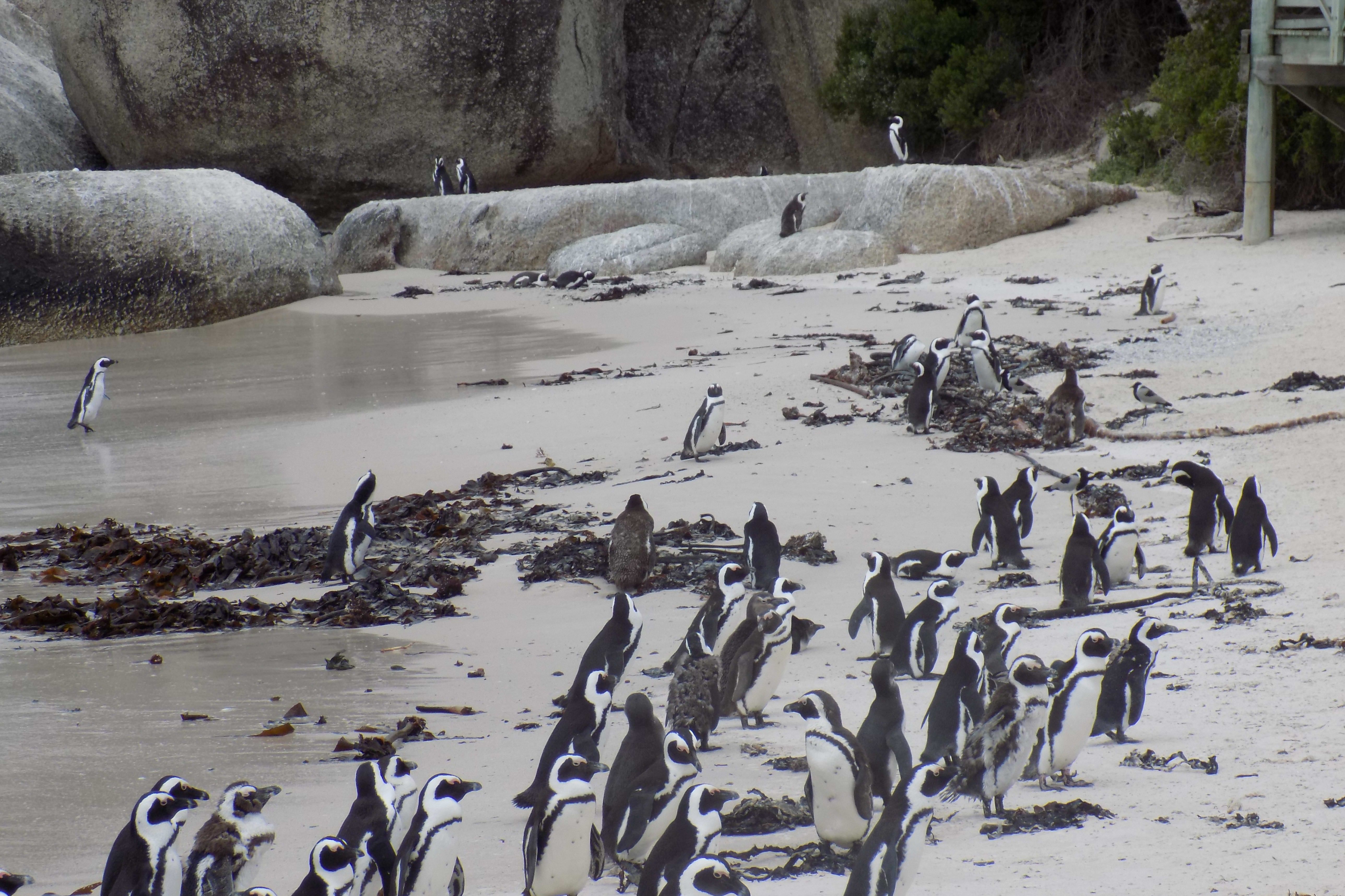 Boulders Beach