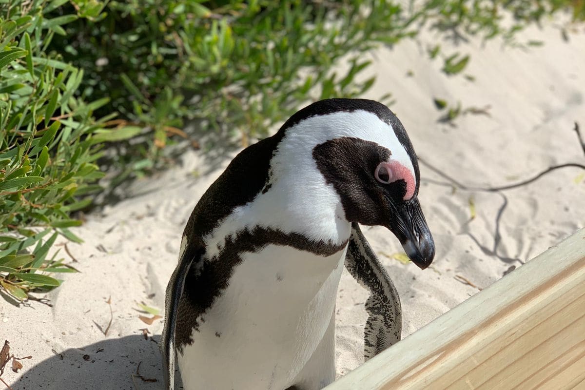 African Penguin