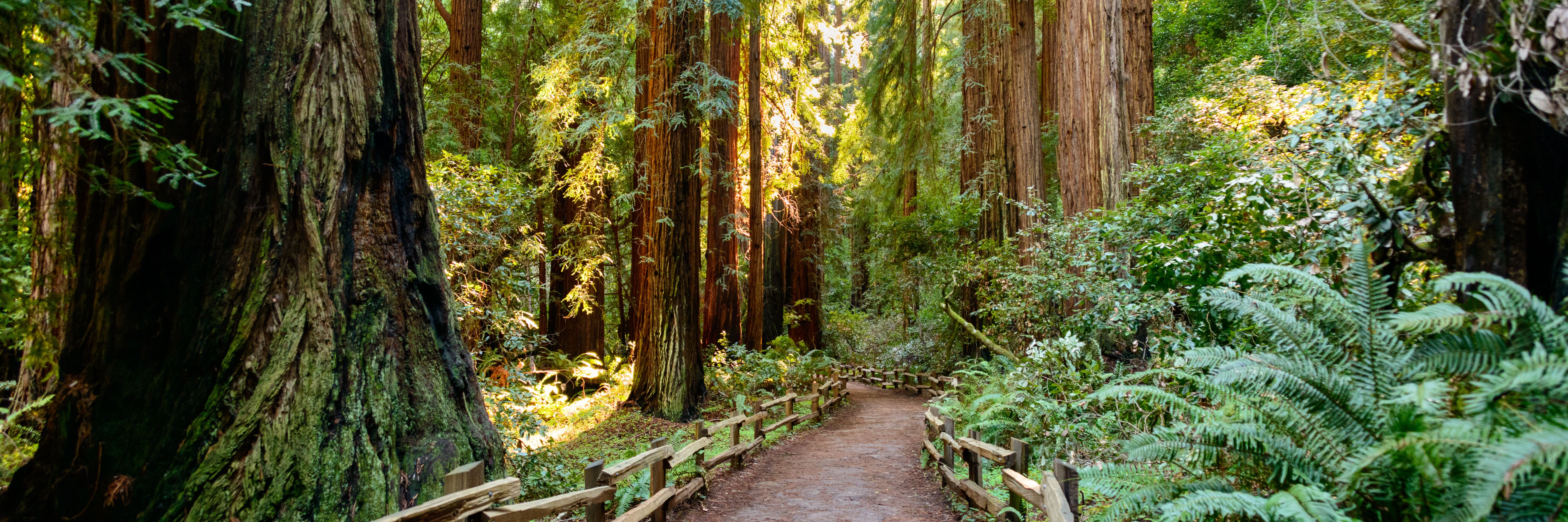 muir forest tours from san francisco