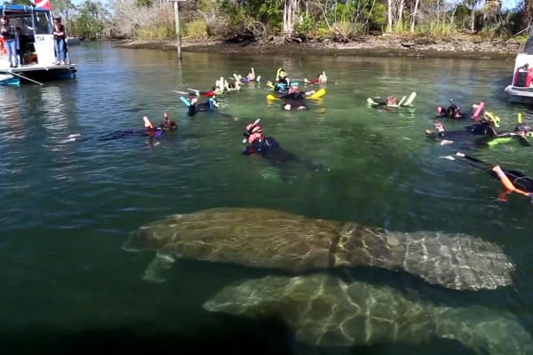 Your captain knows the places to go for a safe swim with manatees