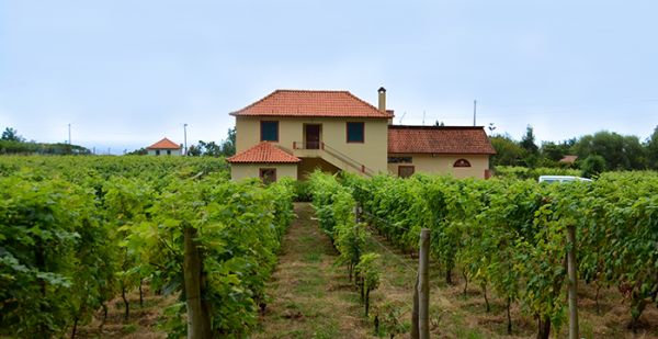 Vine and Wine Museum