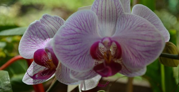Orquíd Garden