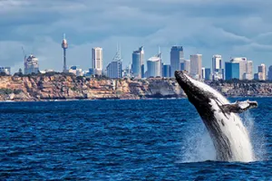 Sydney Combo Discover + Princess Whale Watching