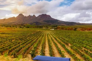 Stellenbosch Wine Tractor – travel through the vineyards and backroads