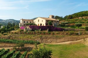 View of vineyard in Alella wine region on a sunny day