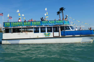 Dolphin Encounter