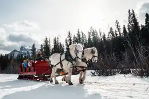 Private 9-Seat Sleigh Ride