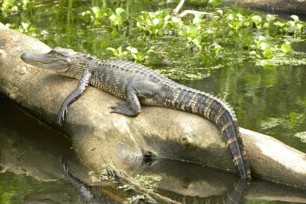 Alligator at the Cajun Pride Swamp Tour