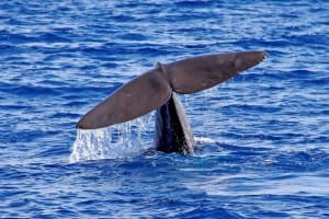 Whales watching