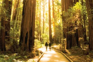 Muir Woods & Sausalito Tour