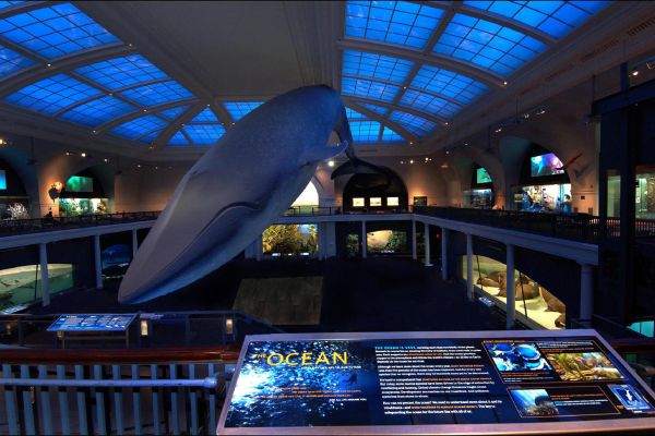 Hall of Ocean Life with Big Blue whale as a centerpiece