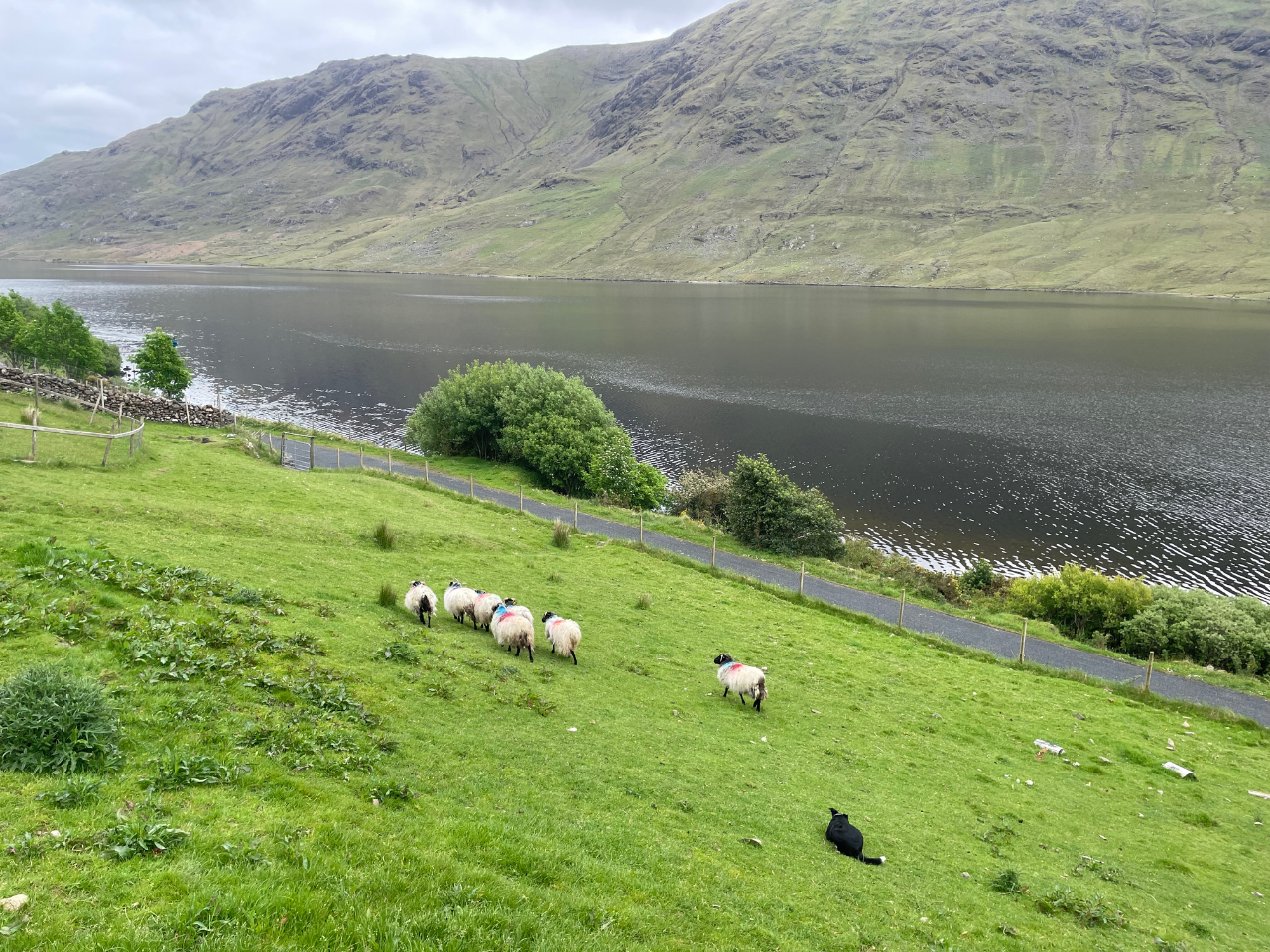 Tour del Connemara da Galway con Abbazia di Kylemore e dimostrazione di cani da pastore - Alloggi in Galway