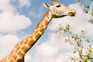 Wild Florida Airboat Rides