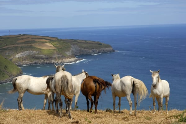 Horses - São Miguel, Azores