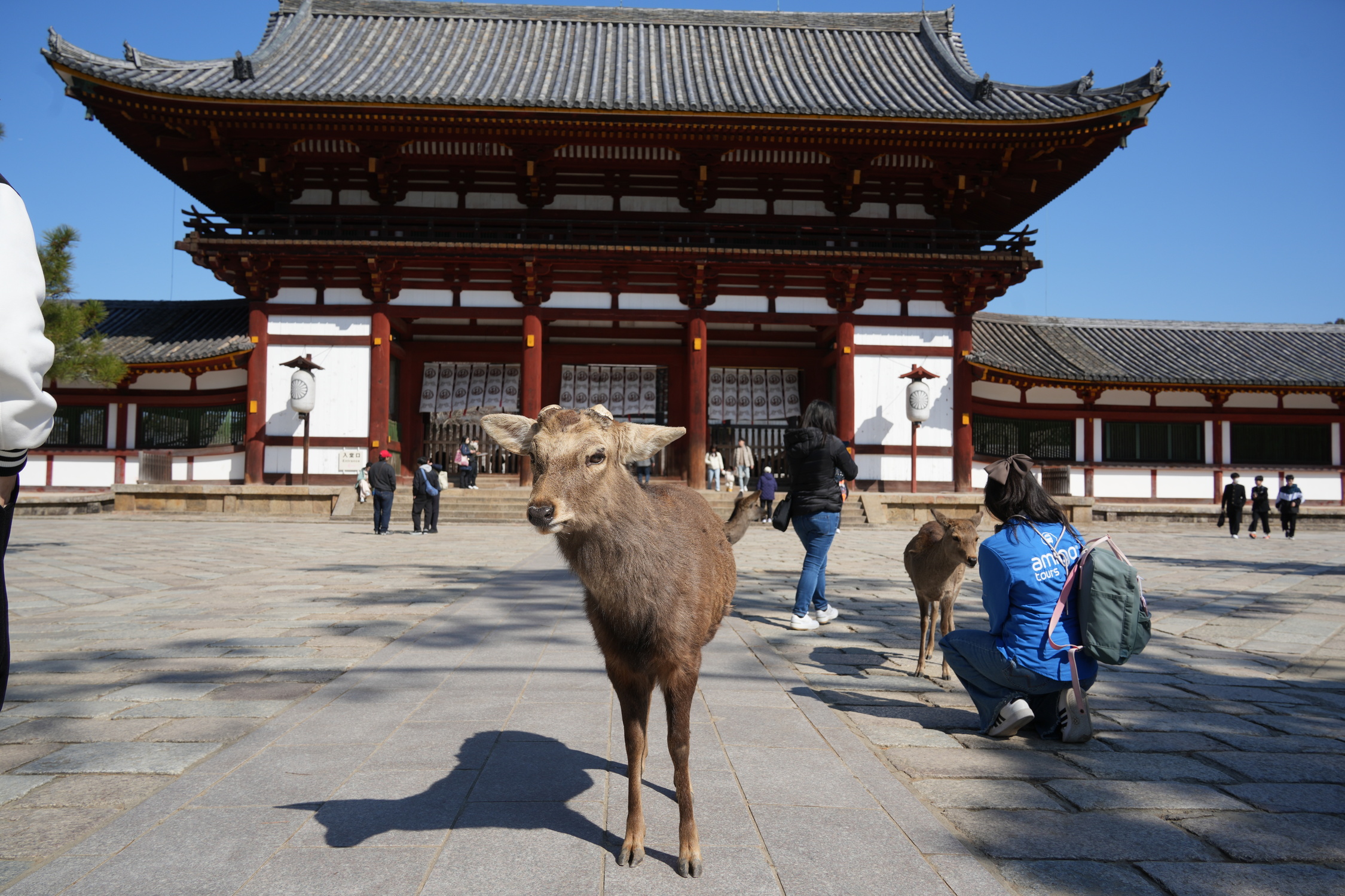 Visit Himeji, Nara, and Kobe from Osaka