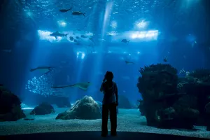 Oceanarium + Belém and Modern Lisbon Bus Tour
