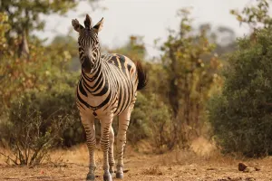 5 Day - Kruger & Panorama Safari