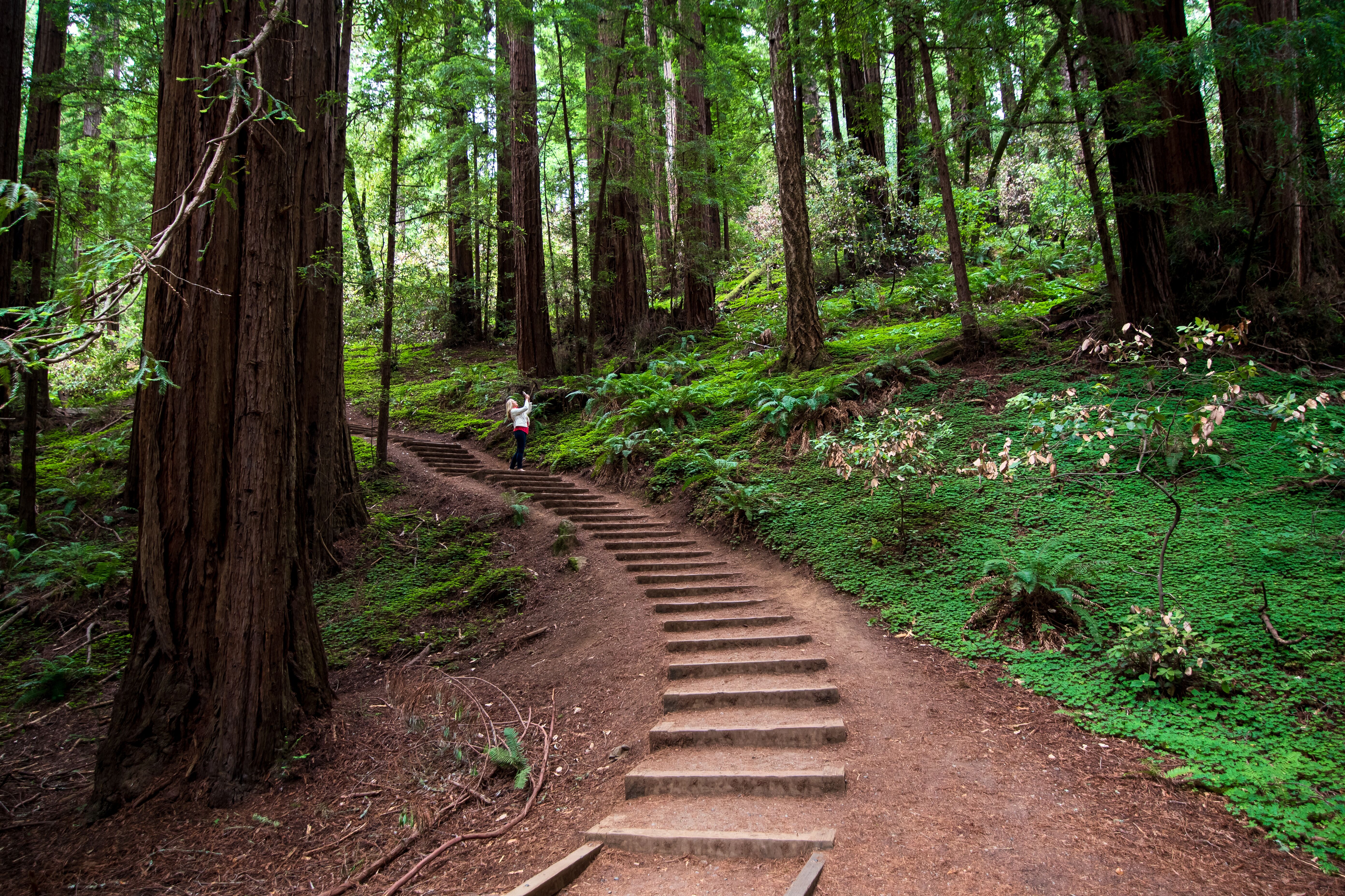 Tour de Viñedos de Napa y Sonoma con Muir Woods con Recogida - Alojamientos en San Francisco