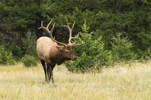 Evening Wildlife Safari