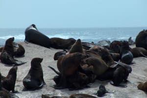 Cape Fur Seals