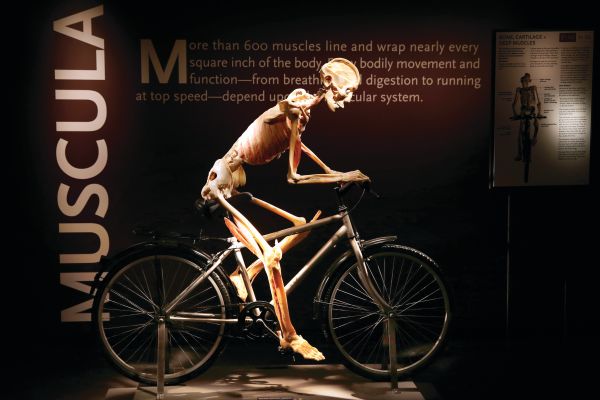 A skeleton on a bike at Bodies...The Exhibition at the Luxor