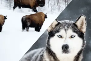 Sled-dog kennel & Bison visit