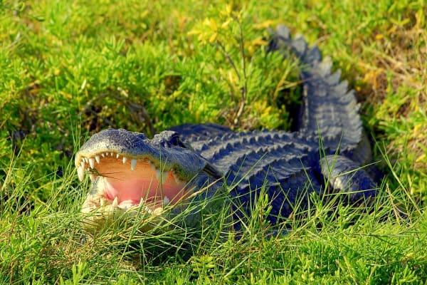 See some 150 rescued crocodiles  and freshwater American alligators