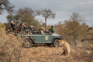 Greater Kruger Safari