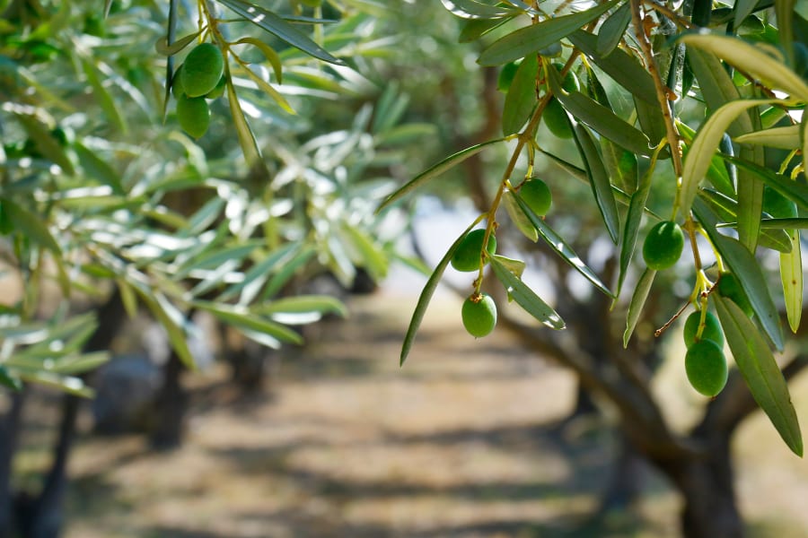 green olives growing in olive tree