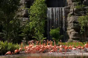 Singapore Bird Paradise