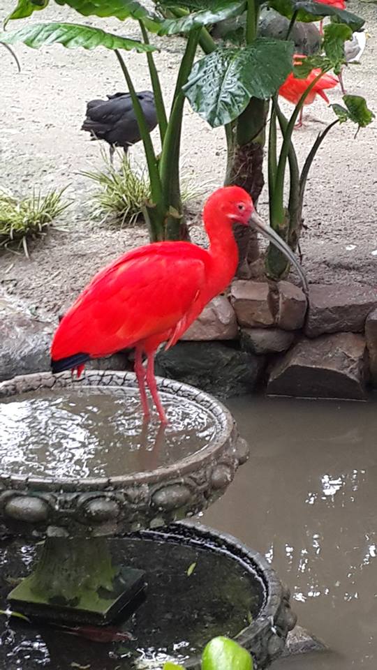 Scarlet Ibis