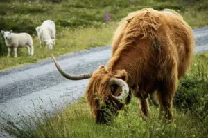 Excursión a Inverness, Lago Ness y Castillo de Urquhart