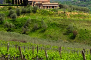 Tuscany Day Trip from Florence with Chianti, Siena and San Gimignano