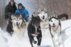 Traineau à chien - Aventure Personalisée