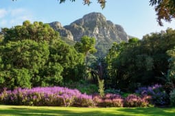 Recommendation: Kirstenbosch National Botanical Garden (stop 20)