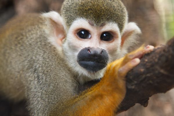 squirrel monkey at the Rainforest Adventure Zoo