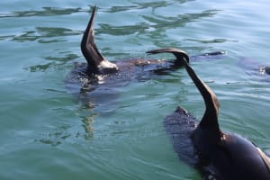 Resident Seals
