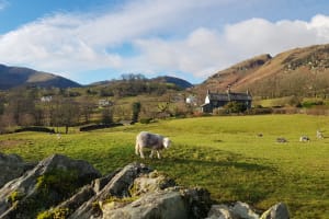 Sheep