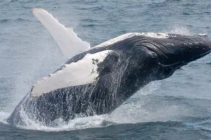 NE Aquarium Whale Watch Cruise