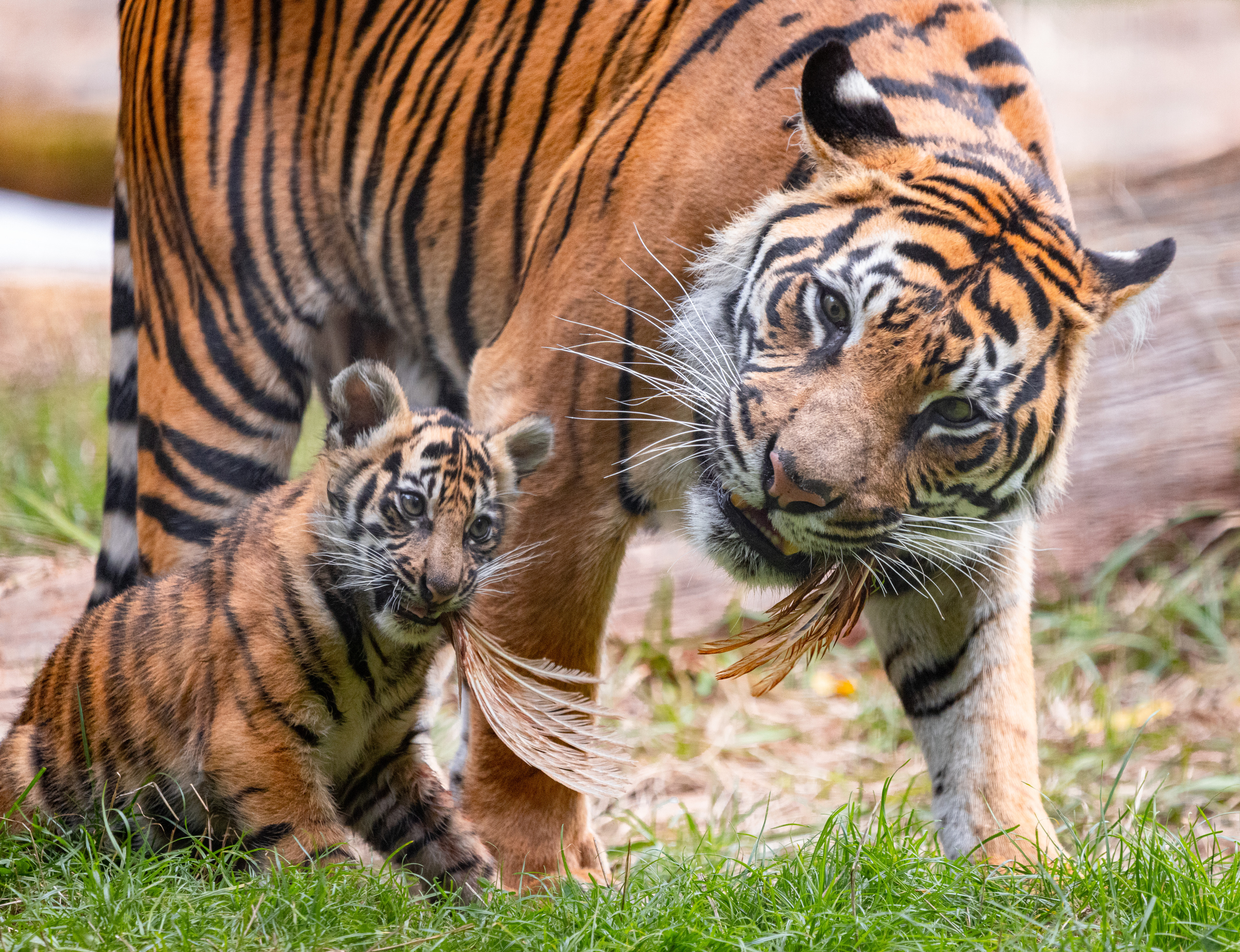 London Zoo - Image 4 | WeShare