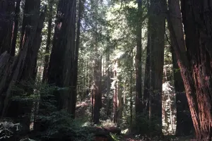 San Francisco Combo Muir Woods and Sausalito Ferry