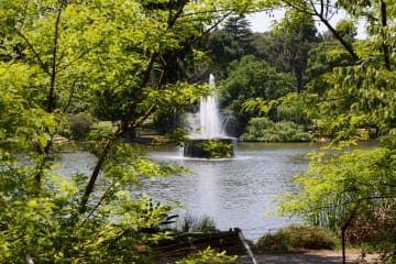 Romance at Zoo Lake