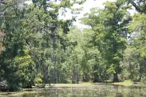 Cajun Pride Swamp Tours w/o transport