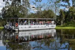 New Orleans Covered Pontoon Swamp Tour