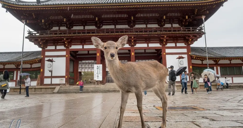 Day-Tour to Nara Park, Osaka and Kobe from Kyoto