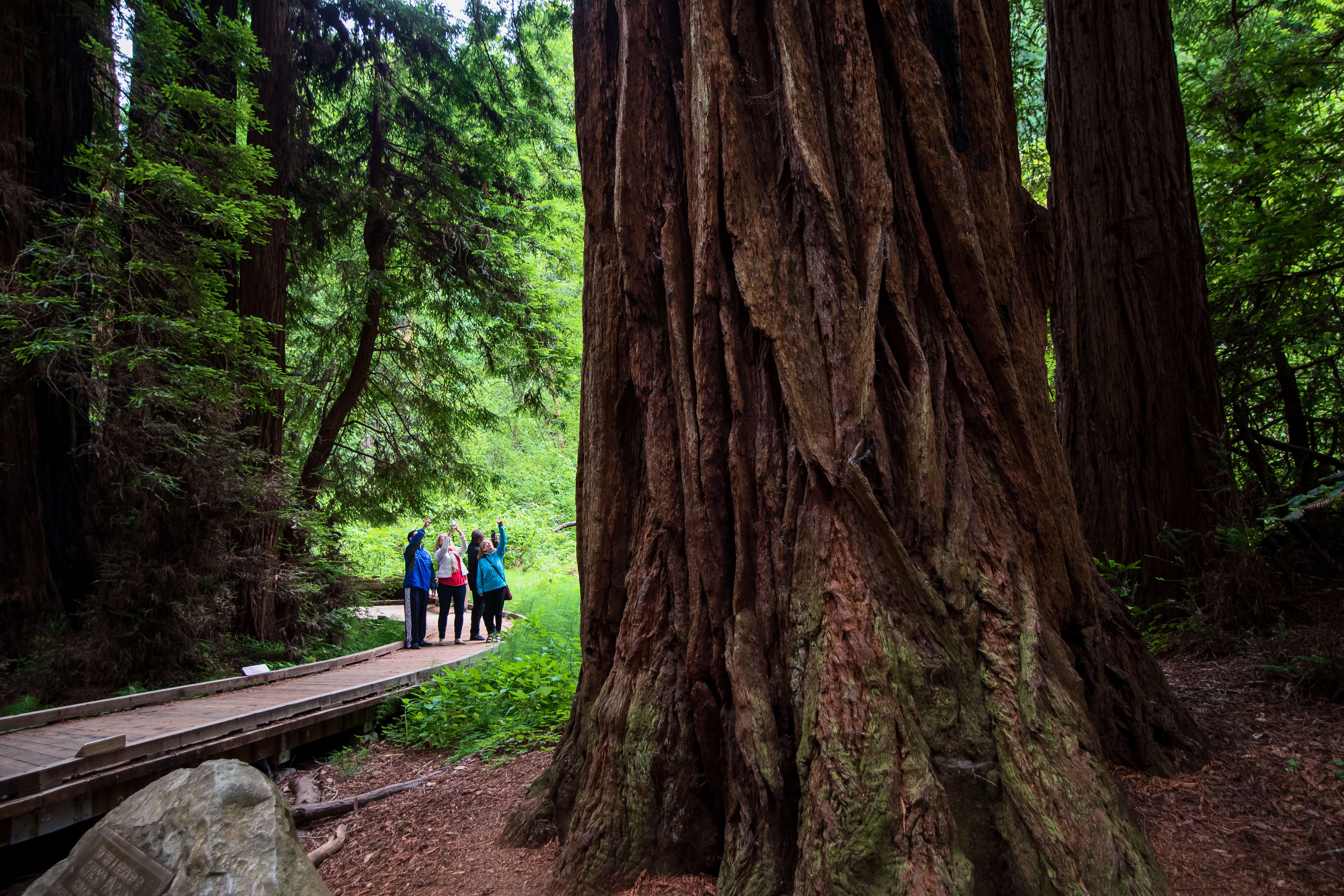 Afternoon Tour to Muir Woods and Sausalito - Accommodations in San Francisco