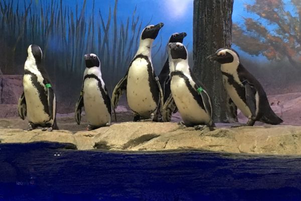 Penguin Isle at Miami Seaquarium